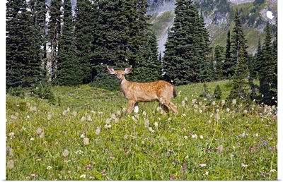 Deer in Field, Washington, united states of america