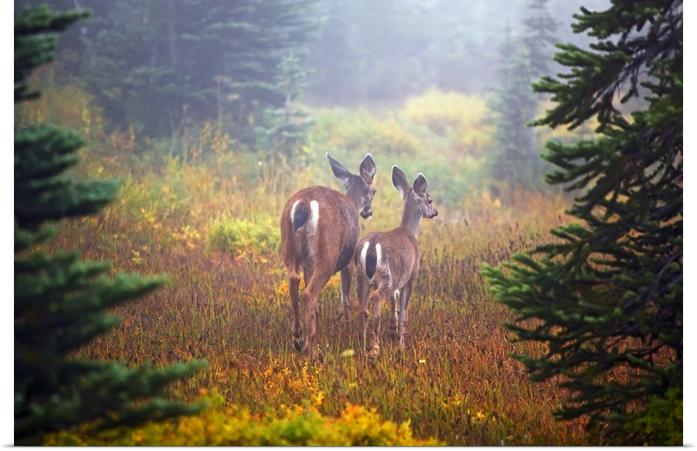 Two deer are photographed from behind standing in a grassy field with a layer of fog shown in the distance.