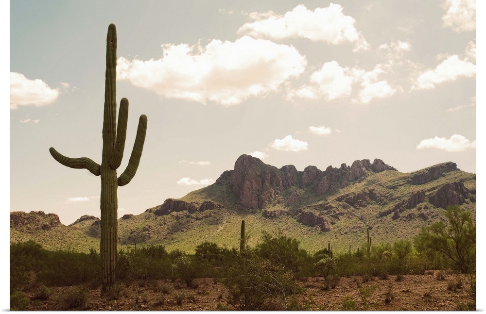 USA, Arizona, desert landscape with saguaro cacti