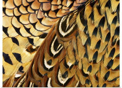 Detail of Pheasant Feathers