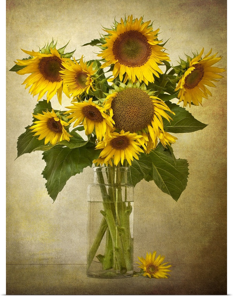 Different size sunflowers are pictured in a tall glass vase against a neutral background.