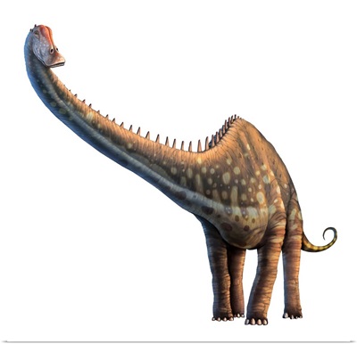 Diplodocus, discovered in 1877, is one of the longest known dinosaurs
