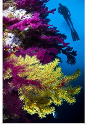 Diver and Gorgonian Fans