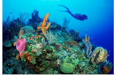 Diver exploring coral reef