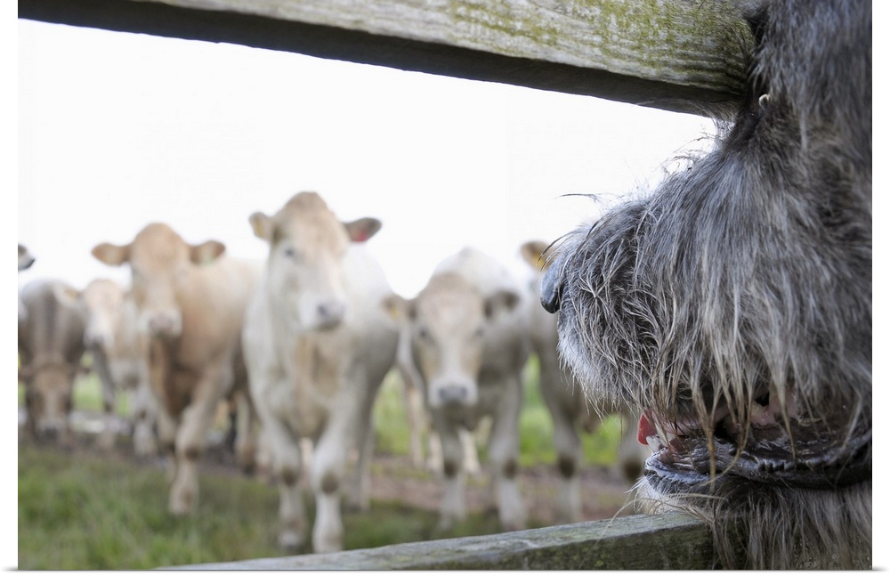 Dog watching cows through fence