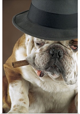 Dog with cigar and hat