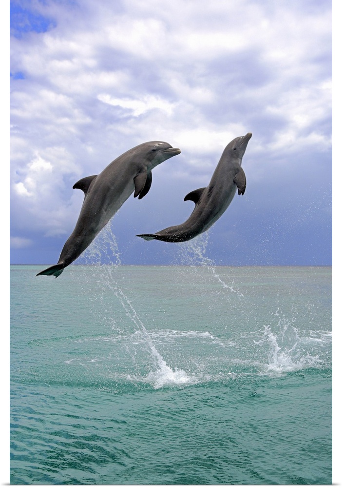 Delfin,Delphin,Grosser Tuemmler,Tursiops truncatus,Roatan Honduras,Karibik,Mittelamerika,Lateinamerika,adult,springend,Was...