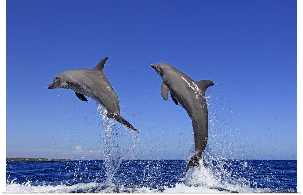 Delfin,Delphin,Grosser Tuemmler,Tursiops truncatus,Roatan Honduras,Karibik,Mittelamerika,Lateinamerika,adult,springend,Was...