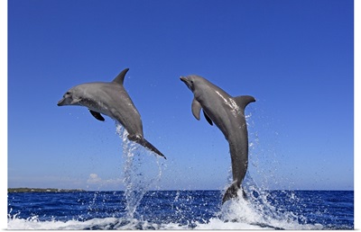 Dolphin jumping in unison