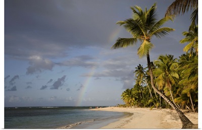 Dominican Republic, Puerto Plata, rainbow over palm trees on beach