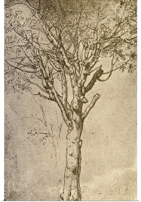 Drawing Of A Tree By Leonardo Da Vinci