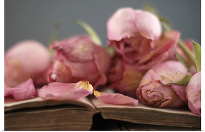 Dried pink roses on vintage book.