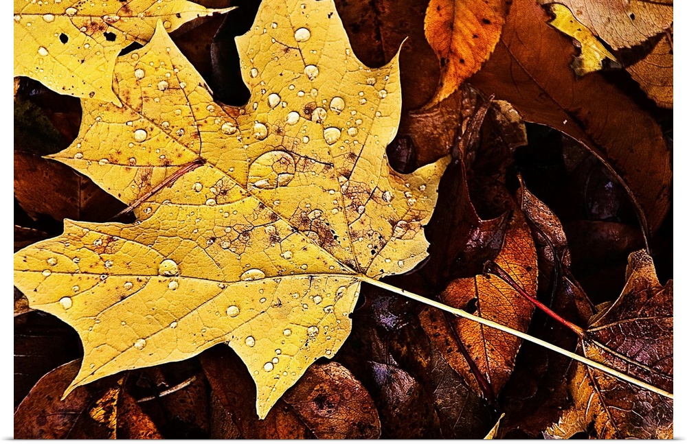 Rain covered fall leaves with one yellow maple leaf.