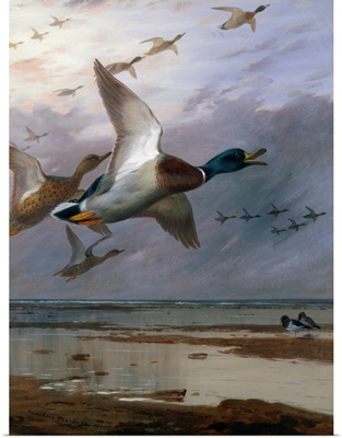 Duck Rising By Archibald Thorburn