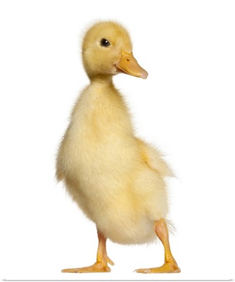 Duckling (1 week old)