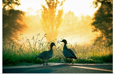 Ducks wandering around early morning in Canberra, Australia.