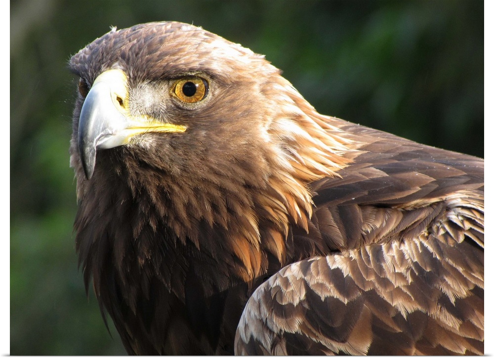 Three-quarter view of golden eagle's head. Accent on left eye and beak.  Right eye and top of wing are visible. Eagle is a...
