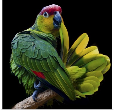 Ecuadorian Red-lored Amazon, amazon parrot native to Ecuador in South America.