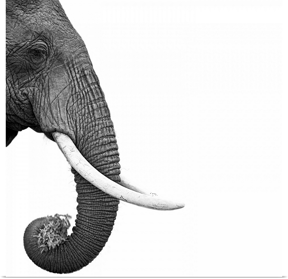 An artistic black and white shot of just an elephants face, trunk and tusks skewed to the left side of the piece.