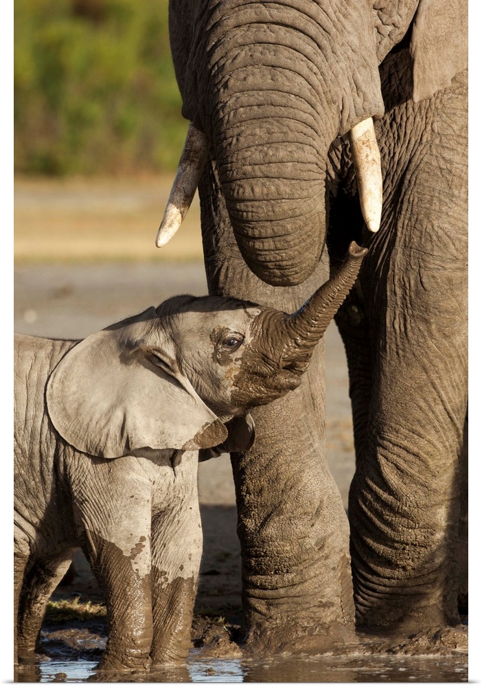 Tanzania, Ngorongoro Conservation Area, Ndutu Plains, Young Elephant calf (Loxodonta africana) raises trunk to adult while...