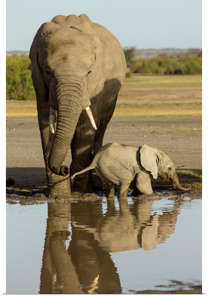 Tanzania, Ngorongoro Conservation Area, Ndutu Plains, Young Elephant calf (Loxodonta africana) standing beside mother whil...