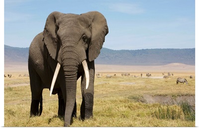 Elephant In Ngorongoro Conservation Area, Tanzania