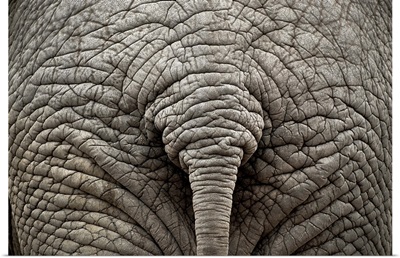 Elephant rear view, back part.