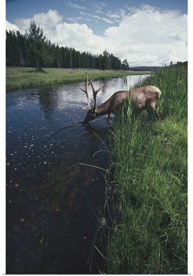 Elk drinking from a stream