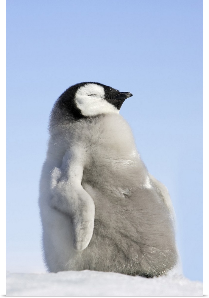 Emperor Penguin .  Snow hill island .Weddel Sea . Antarctic Peninsula . Antarctica Aptenodytes forsteri Family : Sphenisci...