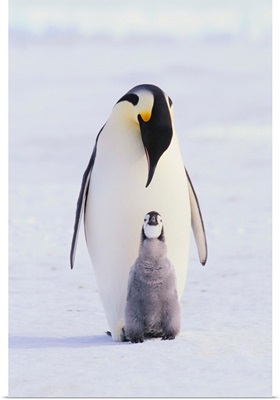 Emperor Penguin And Baby