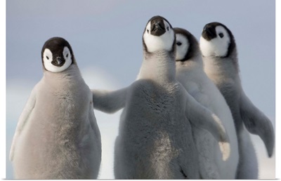 Emperor Penguin Chicks In Antarctica