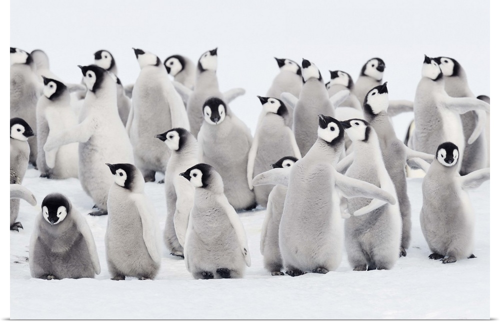 Emperor penguin (Aptenodytes forsteri), group of chicks some spreading wings. Snow Hill Island, Weddell Sea, Antarctica.
