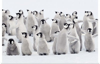 Emperor penguin chicks, ome spreading wings. Snow Hill Island, Antarctica.