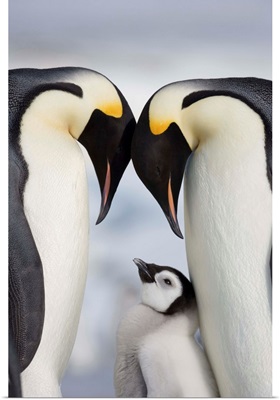 Emperor Penguins And Chick In Antarctica
