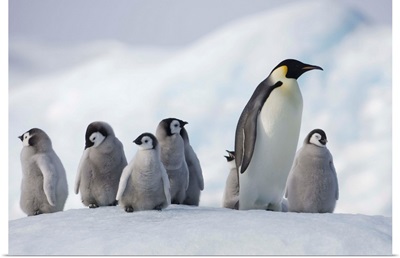 Emperor Penguins In Antarctica