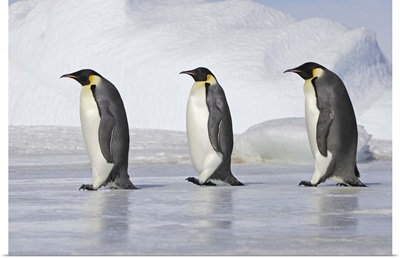 Emperor Penguins, Snow Hill island, Weddel Sea, Antarctic Peninsula