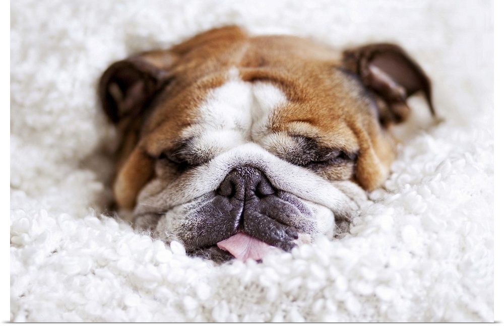 English bulldog sleeping in cute and funny position, wrapped in  white blanket.