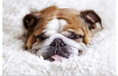 English bulldog sleeping in cute and funny position, wrapped in white blanket.
