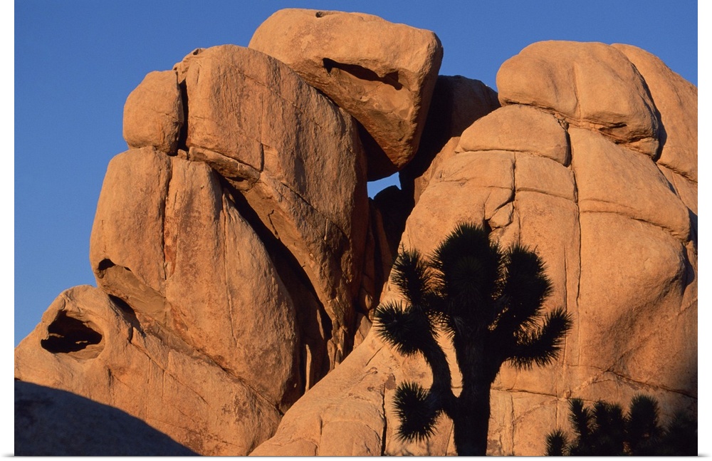 Eroded monzogranite rock at Joshua Tree National Park , California