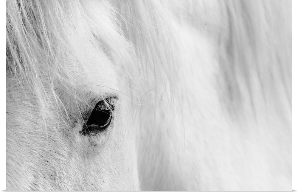 Detail shot of a white horse eyelash.