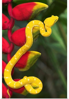 Eyelash Viper Snake On Heliconia Flower
