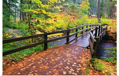 Fall Colors Add Beauty To South Trail At Silver Falls State Park, Oregon