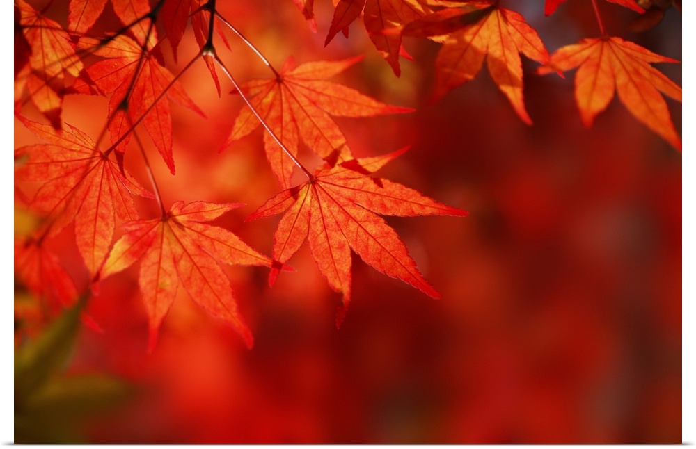 Close up shot of red Japanese maple fall leaves against a red bokeh background in New England