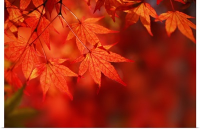 Fall leaves, Rhode Island