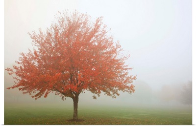 Fall Trees In The Fog