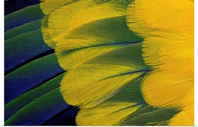 Fanned Out Wing Feathers In Blue, Green And Yellow Of Sun Conure