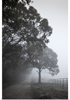 Farm road with light fog and fence beside tree.