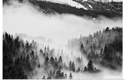 Fast moving clouds, passing between trees in a forest in Chamrousse in the french Alps.