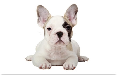 Fawn Pied French Bulldog puppy on white background.