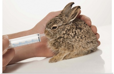 Feeding bunny with syringe